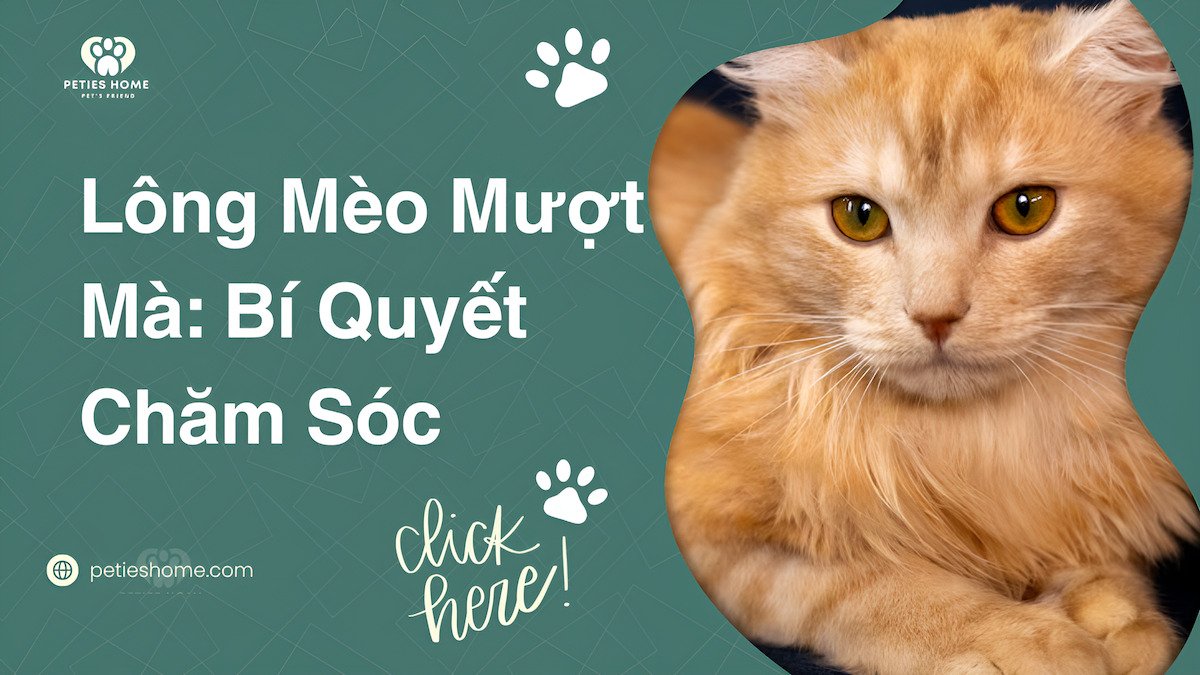 Lông mèo mượt mà