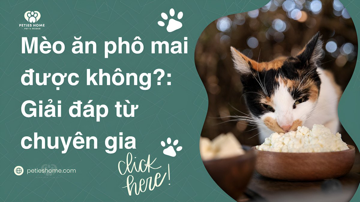 Mèo ăn phô mai được không