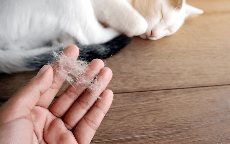 Giai đoạn mèo con thay lớp lông tơ đầu đời để có bộ lông trưởng thành