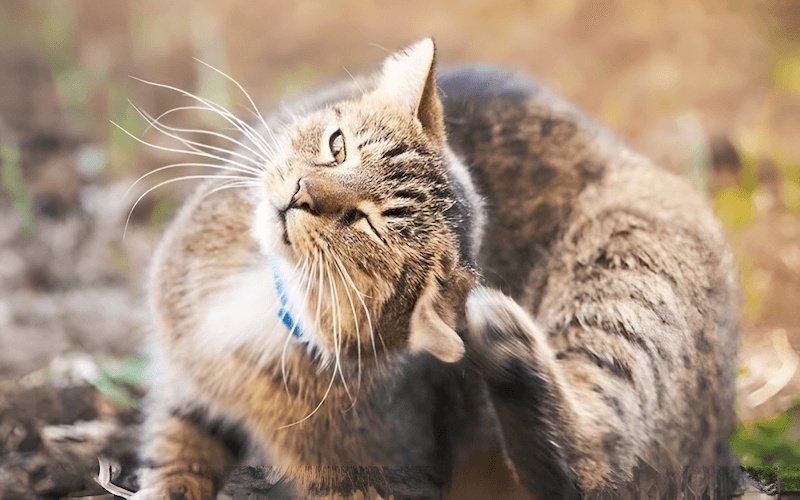 Hành vi gãi, liếm hoặc cắn liên tục vào một vùng da thường là dấu hiệu ngứa ngáy, dẫn đến rụng lông