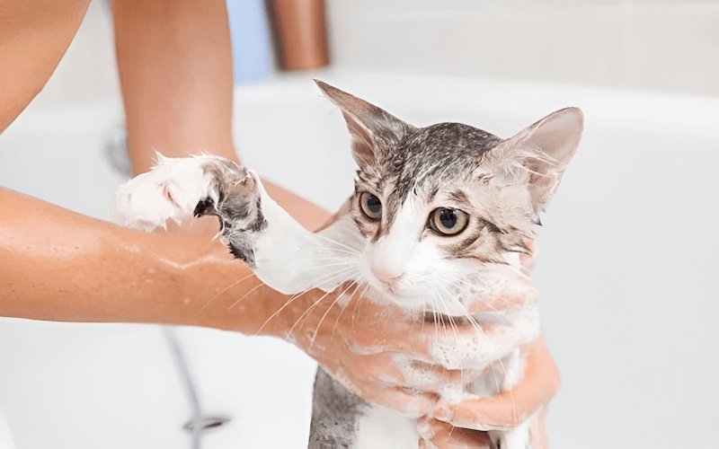Sử dụng sữa tắm chuyên dụng và tắm đúng tần suất giúp lông mèo sạch khỏe mà không làm khô da