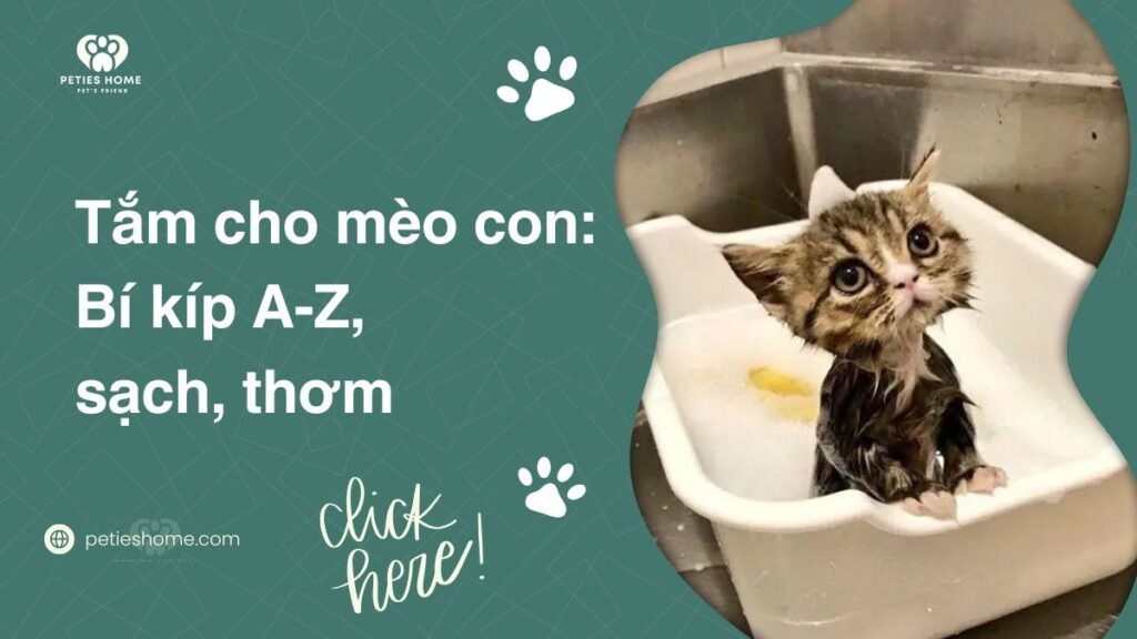 Tắm cho mèo con: Bí kíp A-Z, sạch, thơm