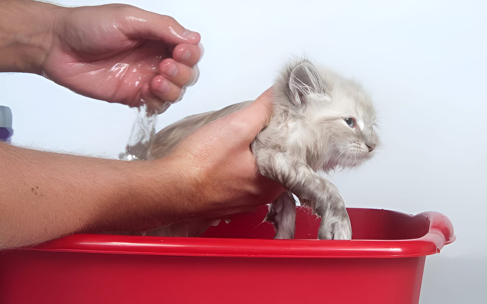 Chọn nơi kín gió, nhiệt độ phòng ổn định để tránh mèo con bị cảm lạnh sau khi tắm