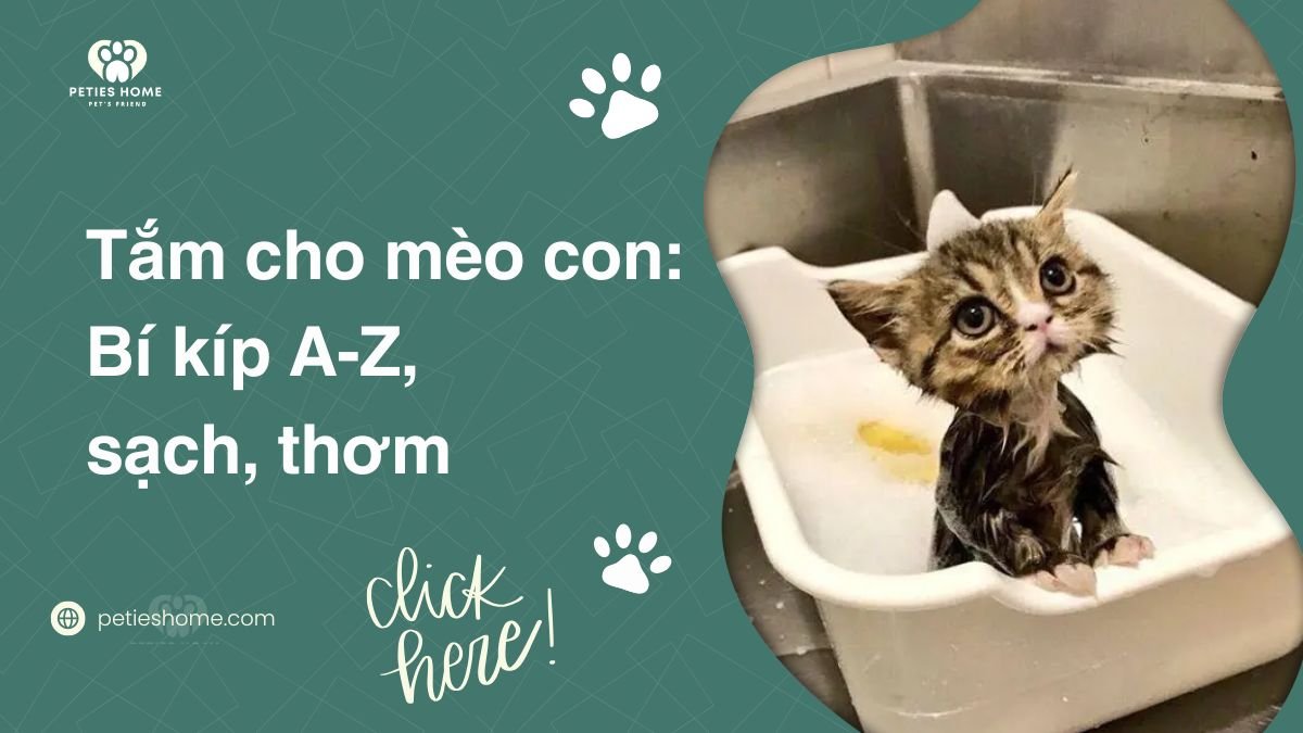 Tắm cho mèo con: Bí kíp A-Z, sạch, thơm