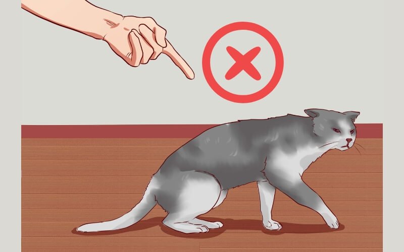 La mắng và trừng phạt chỉ khiến mèo thêm sợ hãi, thay vào đó hãy dùng phương pháp khen thưởng tích cực