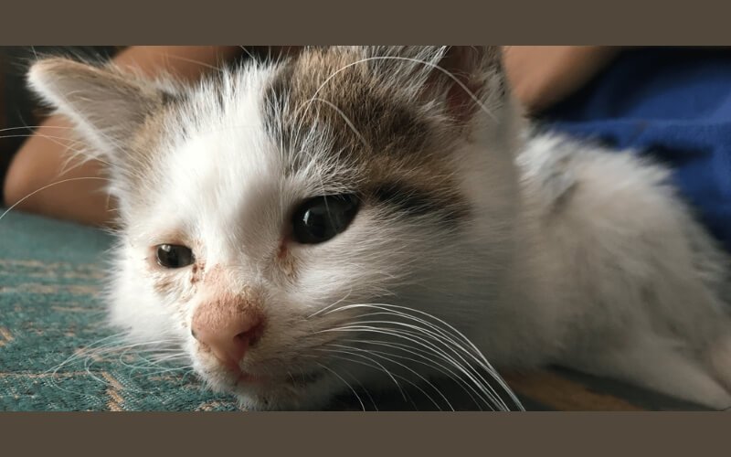 Đừng bao giờ chần chừ, hãy đưa mèo đến bác sĩ thú y ngay khi có dấu hiệu bất thường