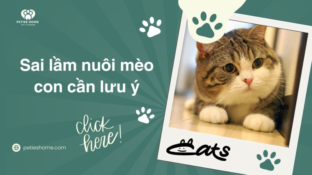 12+ Sai Lầm Khi Nuôi Mèo Con & Cách Khắc Phục