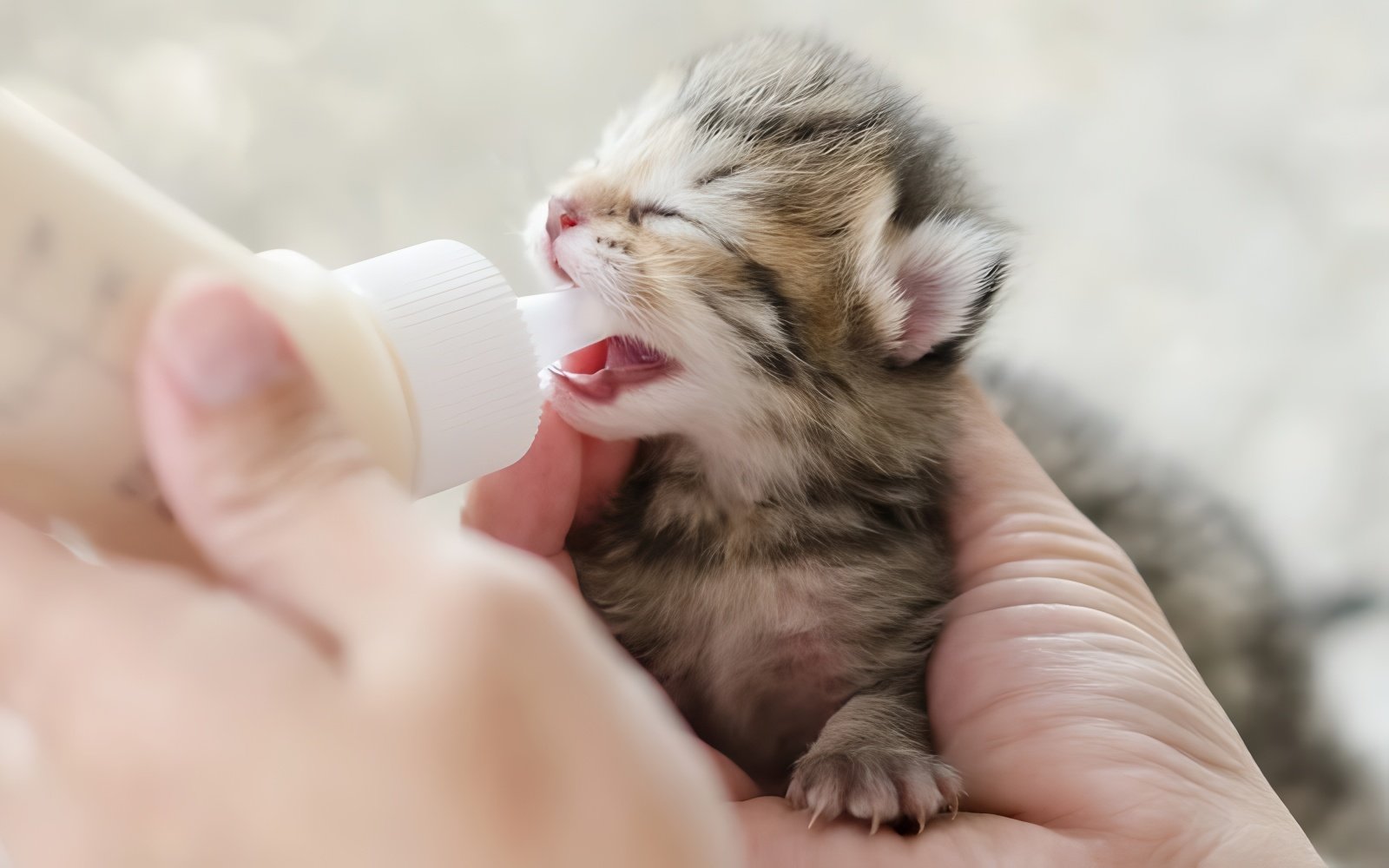 Mèo con cần một chế độ dinh dưỡng đặc biệt với hàm lượng protein và calo cao hơn để hỗ trợ sự phát triển