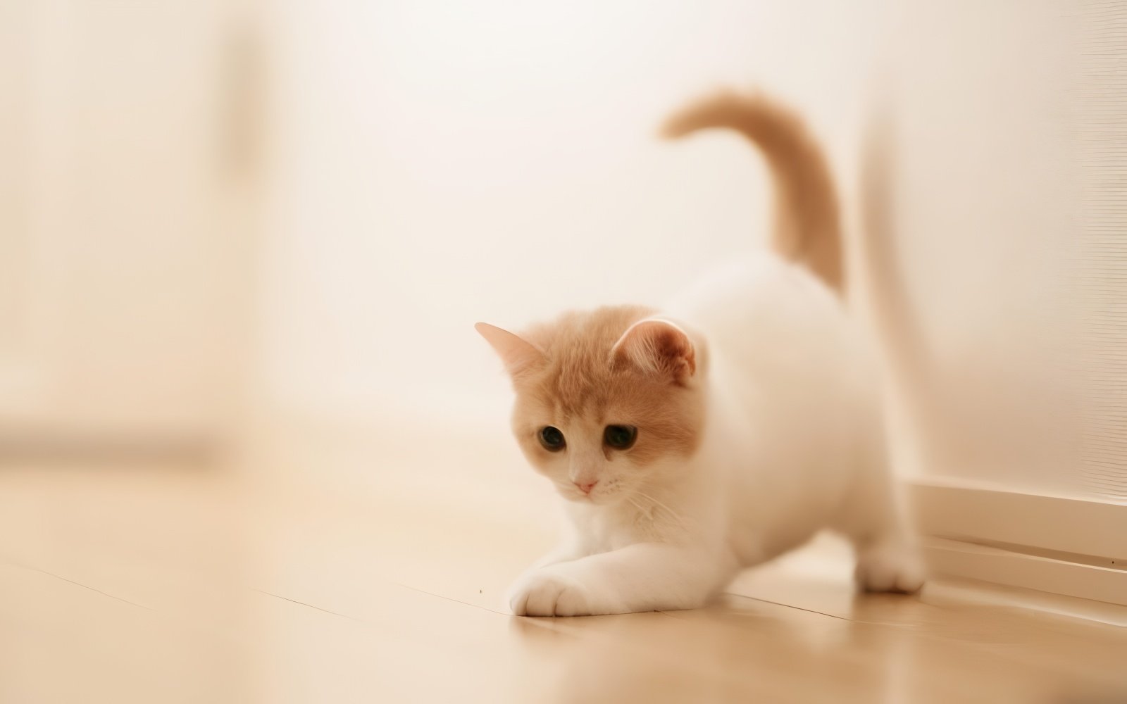 Mèo con dễ stress nếu không được quan tâm chăm sóc cẩn thận hơn những chú mèo trưởng thành