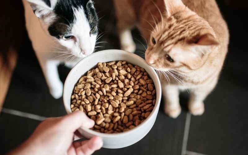 tiêu chí để chọn thức ăn hạt tốt nhất cho mèo