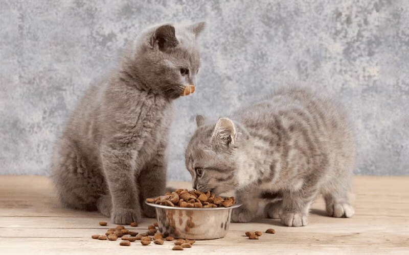 luôn kết hợp thức ăn hạt và thức ăn ướt (pate)