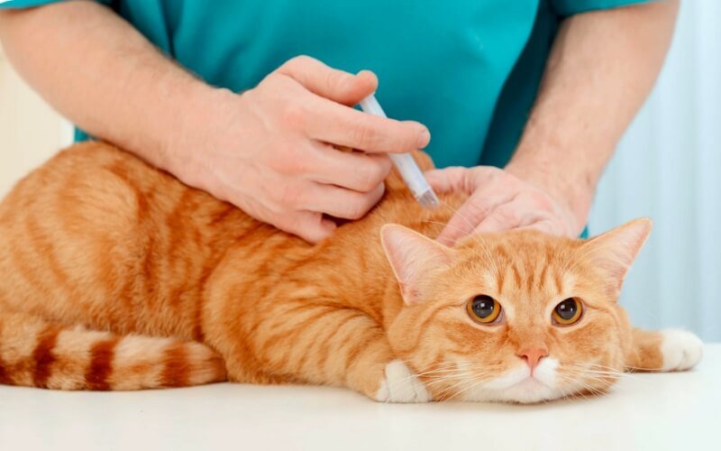 Cửa sổ miễn dịch là giai đoạn quan trọng trong những tháng đầu đời của mèo con