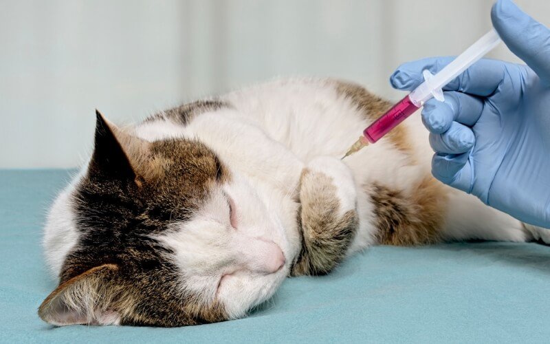Vaccine cốt lõi là những loại vaccine được Hiệp hội Thú y Thế giới khuyến cáo tiêm cho TẤT CẢ các bé mèo